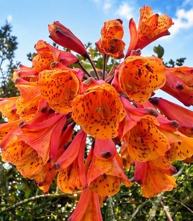 Orange páramo trumpet flowers against the sky